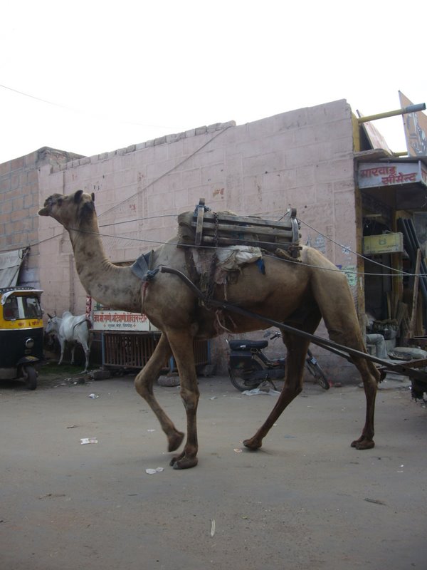 Travel - India - Rajasthan - Jodhpur - Around Jodhpur